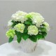 Planta de Hortensia