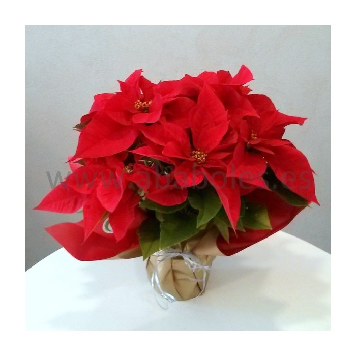 Planta de Poinsetia mediana