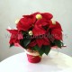 Poinsetia decorada y con macetero.
