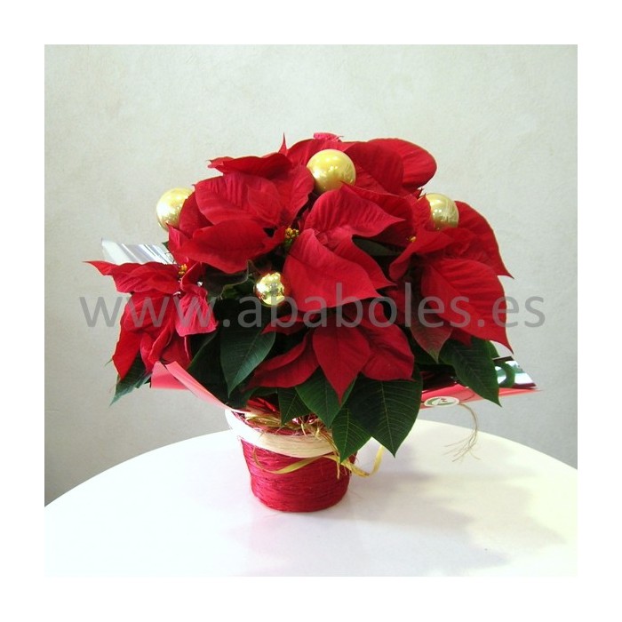 Poinsetia decorada y con macetero.