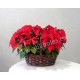 Cesta de Poinsetias medianas