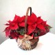 Cesta de Poinsetias pequeñas