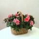 Cesta de Azaleas