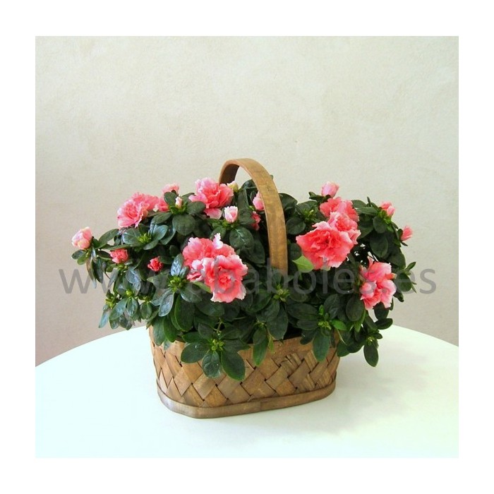 Cesta de Azaleas