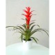 Planta de Guzmania