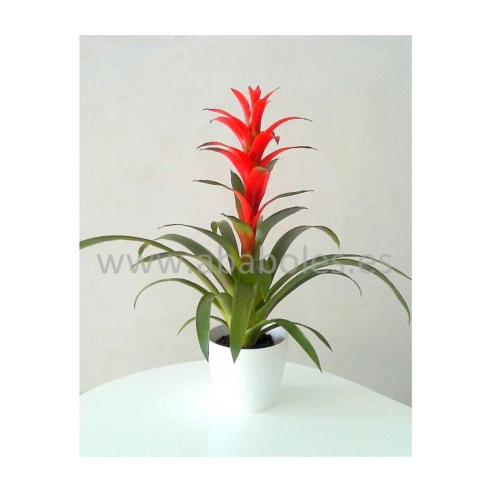 Planta de Guzmania